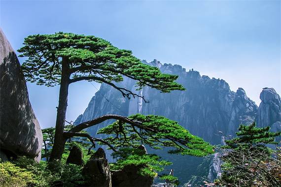 黄山风景区让带宠物吗 黄山风景区可以带宠物狗吗