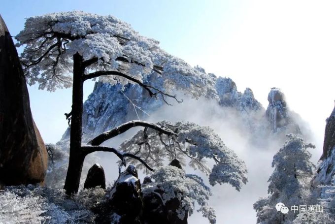 黄山奇松阅读题 黄山奇松阅读题你喜欢哪种松?说说理由