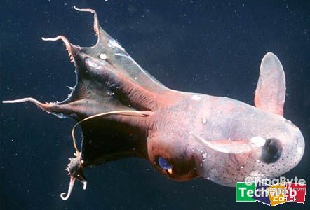 深海生物未解之谜视频 深海生物未解之谜视频解说