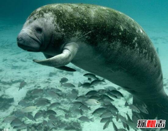 深海生物未解之谜视频 深海生物未解之谜视频解说