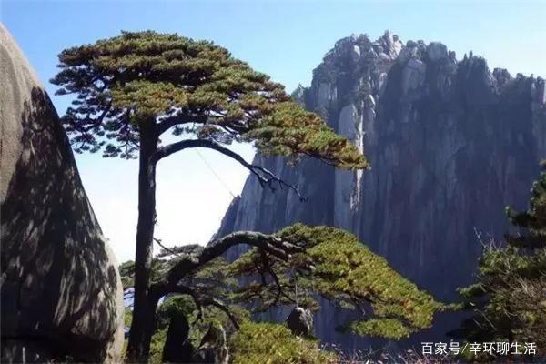 一位黄山观奇景 黄山奇石风景如画吸引了许多游客