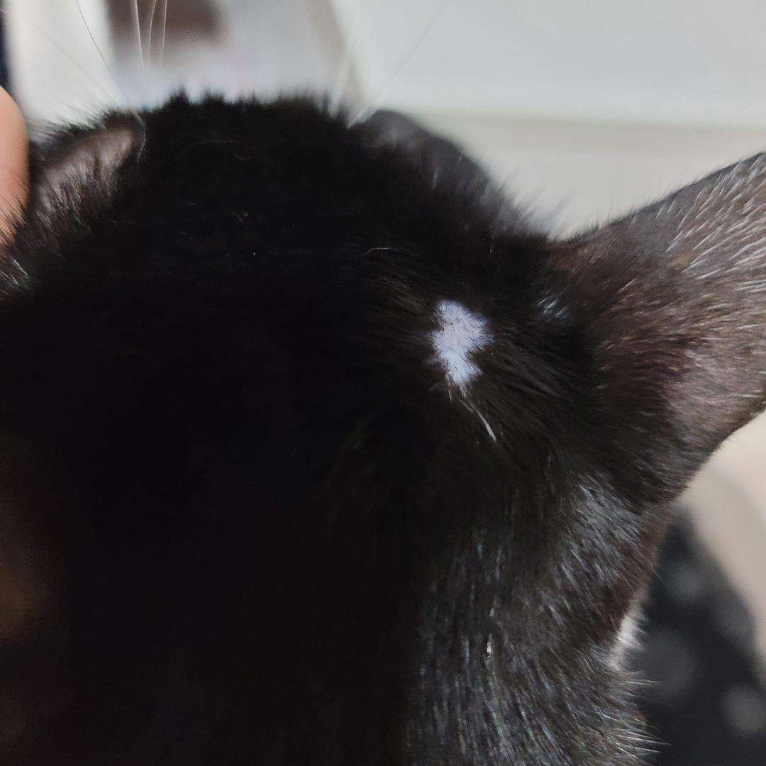 猫咪后背有软的鼓包 猫咪后背有软的鼓包一摸就叫