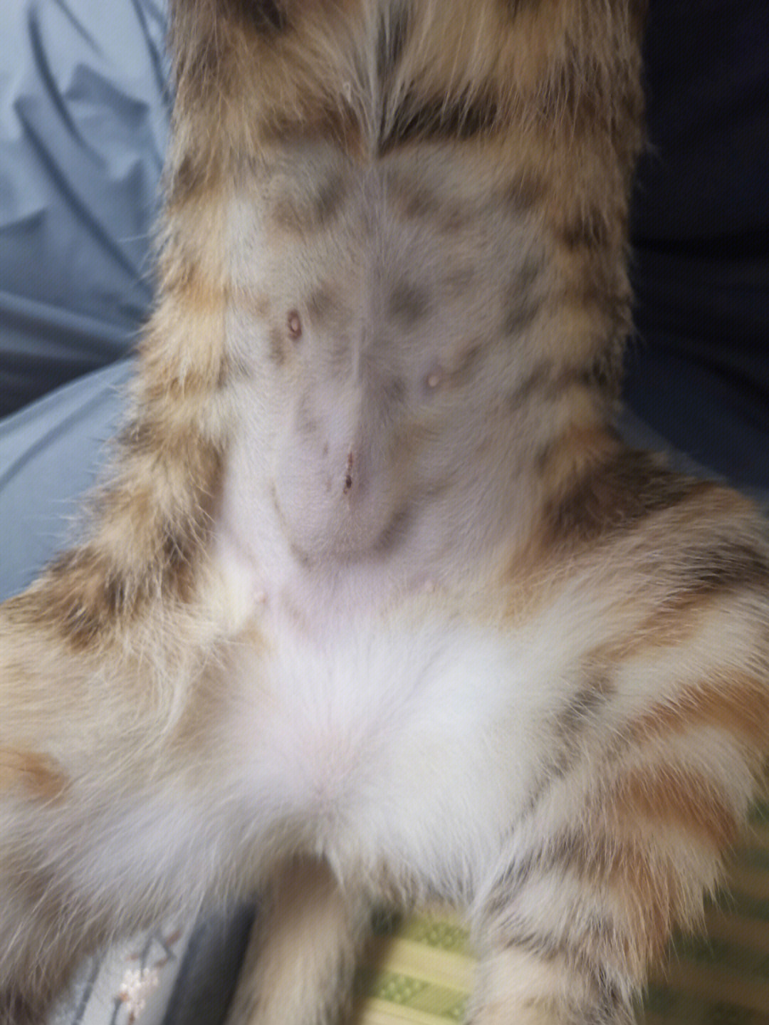 猫咪后背有软的鼓包 猫咪后背有软的鼓包一摸就叫