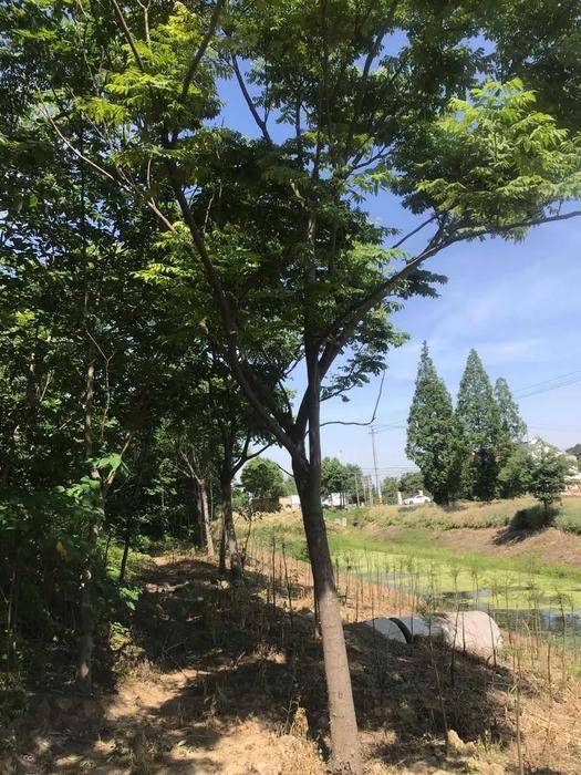黄山栾树图片大全 黄山栾树图片大全高清