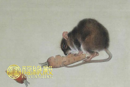 属鼠的哪个月出生最好 属鼠的哪个月出生最好男孩