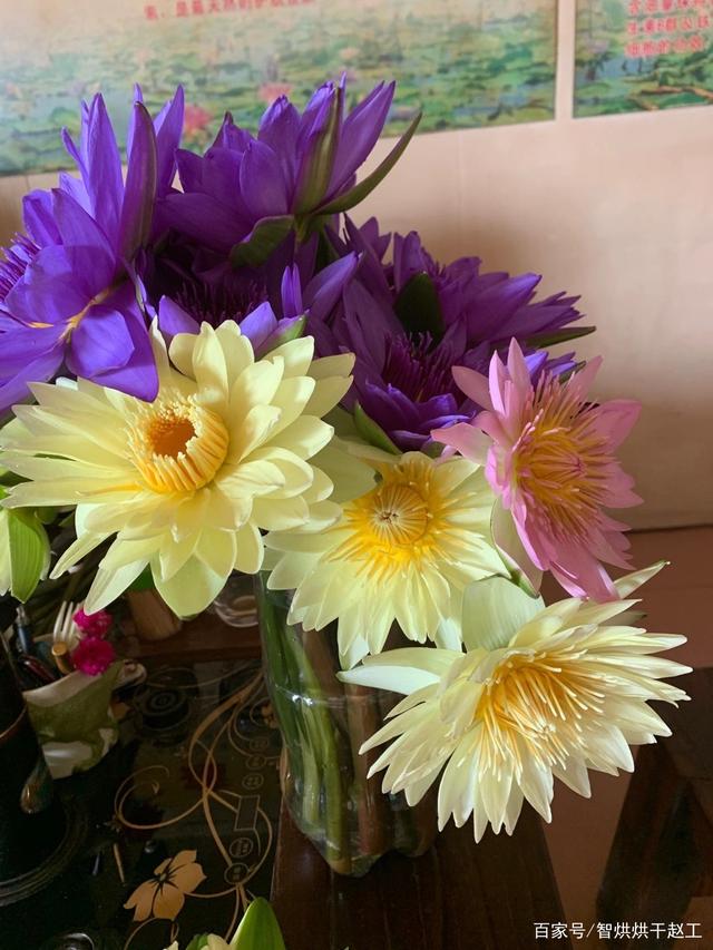 香水莲图片 香水莲图片百合花图片大全