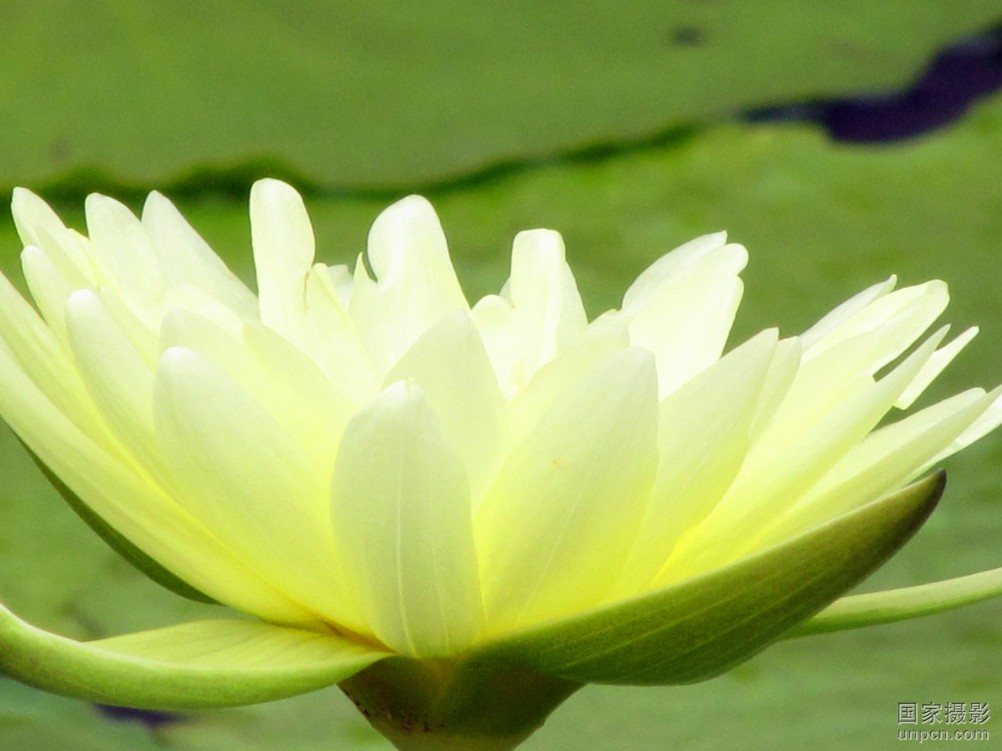 香水莲图片 香水莲图片百合花图片大全