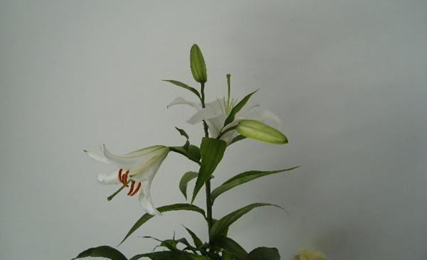 香水百合怎么调 香水百合怎么调水粉