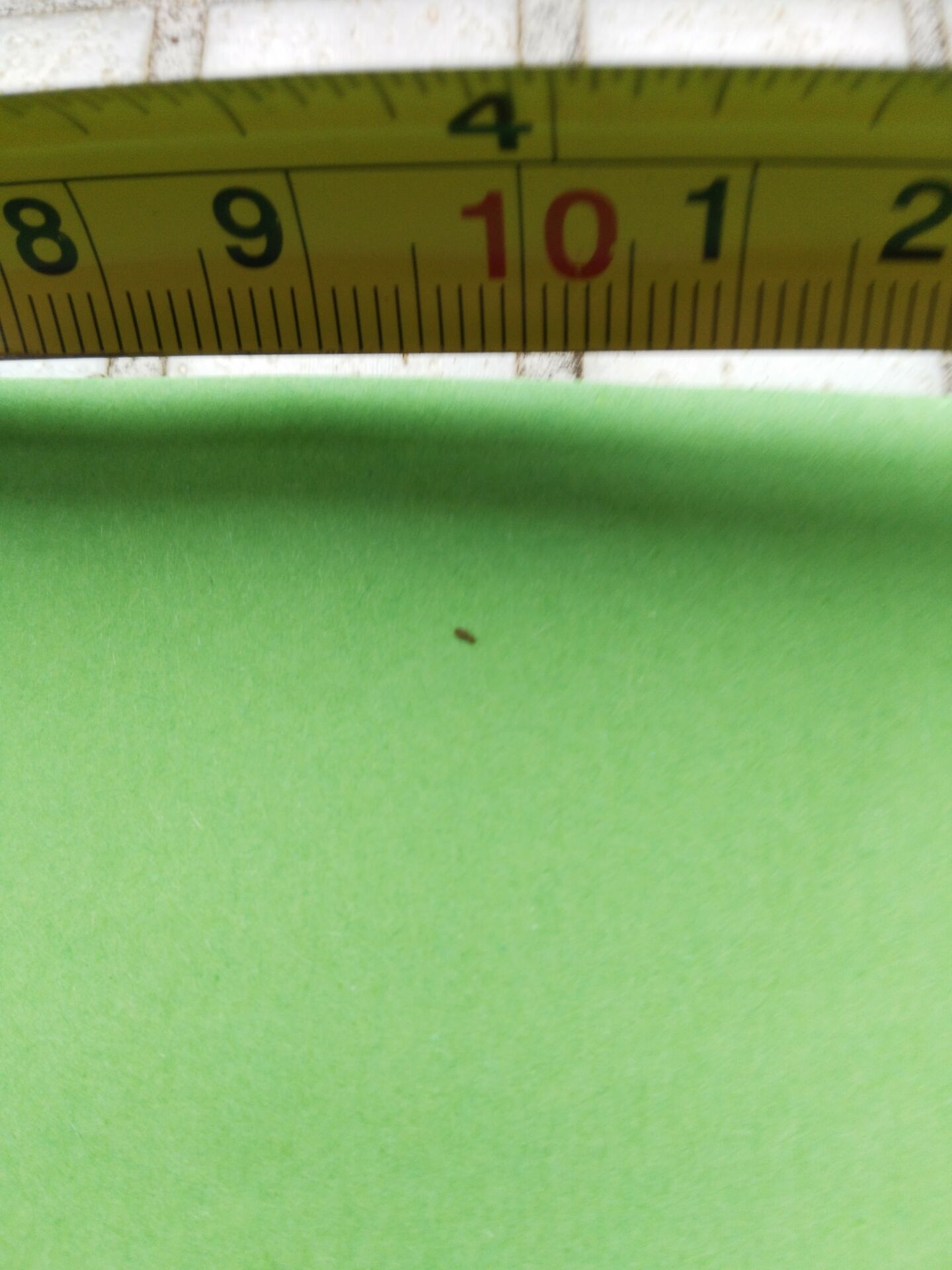 床垫里会有什么虫 床垫上有虫子是什么虫
