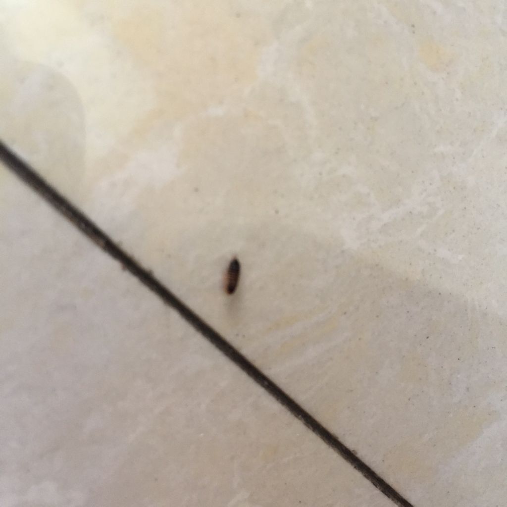 床垫里会有什么虫 床垫上有虫子是什么虫