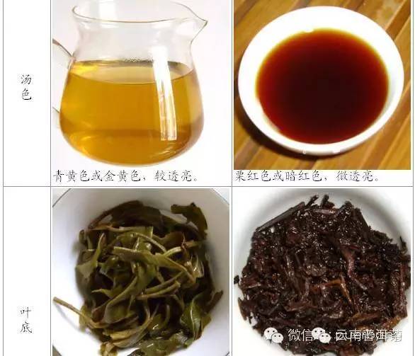 普洱生茶和熟茶哪个减肥效果好 生普洱茶和熟普洱茶哪个减肥效果好