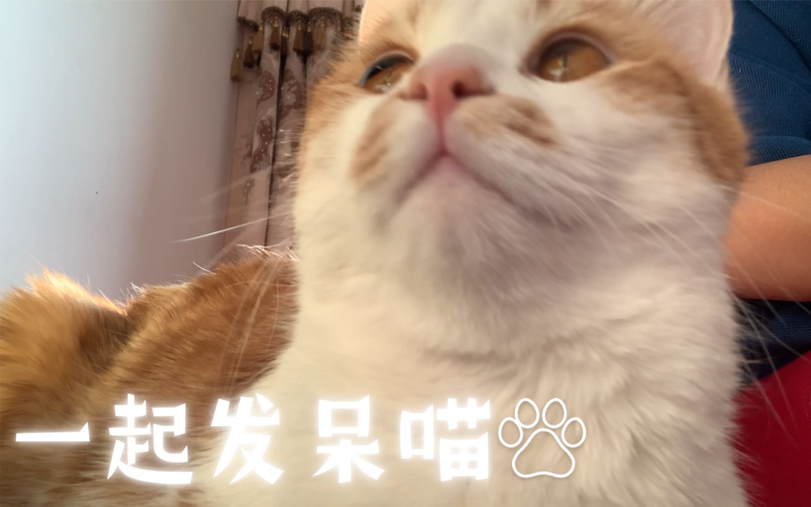 为什么喜欢发呆 猫咪为什么喜欢发呆