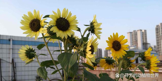 向日葵为什么向太阳 向日葵为什么向太阳转不少于200
