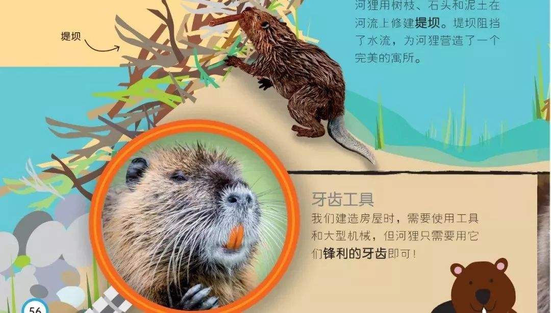 小河狸建筑师读后感 河狸建筑师故事的读后感