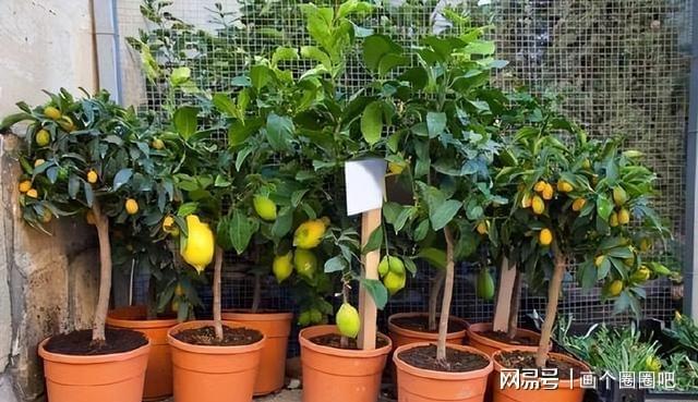 香水柠檬种植方法 香水柠檬种植方法图解