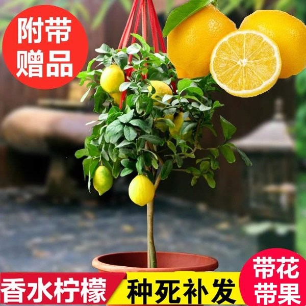 香水柠檬种植方法 香水柠檬种植方法图解