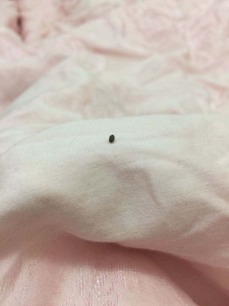 床垫里有皮蠹幼虫 床垫里有皮蠹幼虫怎么办