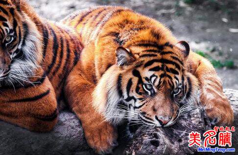 属虎的今年的运气 属虎的今年的运气和财运
