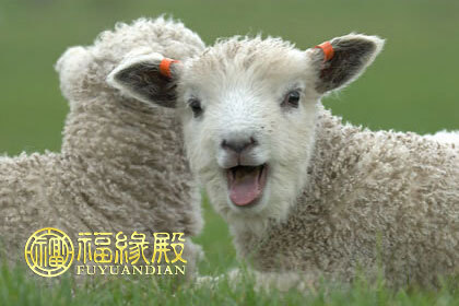 属羊为什么命不好 属羊的命不好为什么