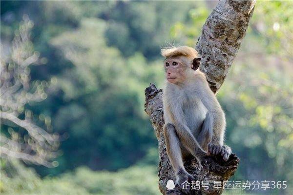 适合属猴的图片 适合属猴的图片头像大全