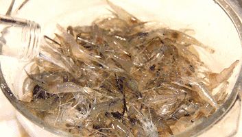 白酒可以杀死头虱吗 白酒可以杀死头虱子吗