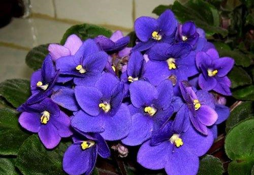 12星座的幸运花 12星座幸运花和死亡之花