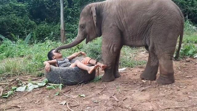 大象生小象为什么要踢 大象生小象为什么要踢腿