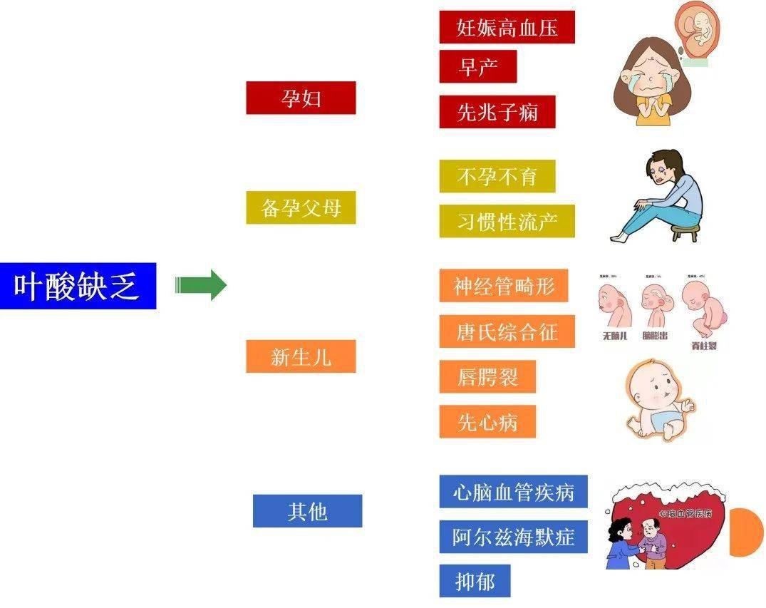 叶酸代谢异常 补叶酸有什么作用和功效