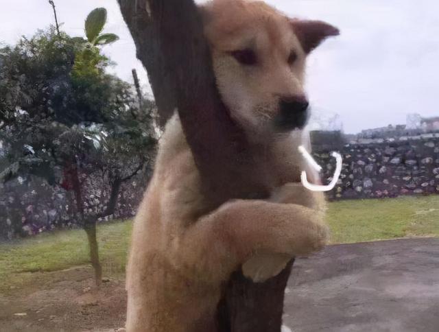 狗为什么会上人 狗为什么会上人床睡觉