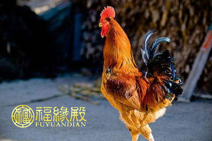 属鸡多大了2017 2017年属鸡多大了