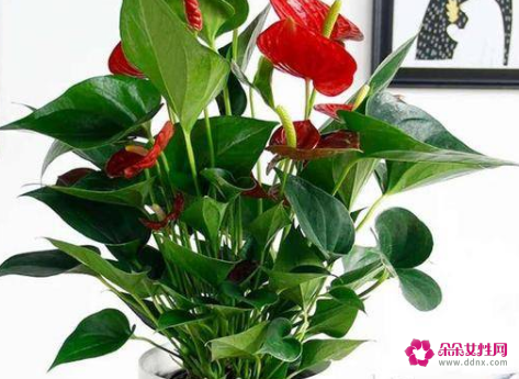 属猪的幸运花是什么花 属猪幸运花是什么花绣球花图片