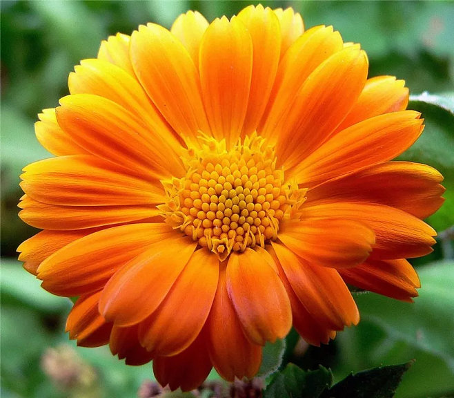 属猪的幸运花是什么花 属猪幸运花是什么花绣球花图片