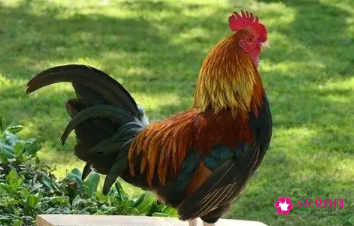 属鸡的婚姻 属鸡的婚姻在什么方向
