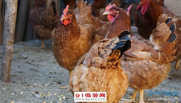 属鸡的什么命2017 属鸡的什么命五行属什么1993