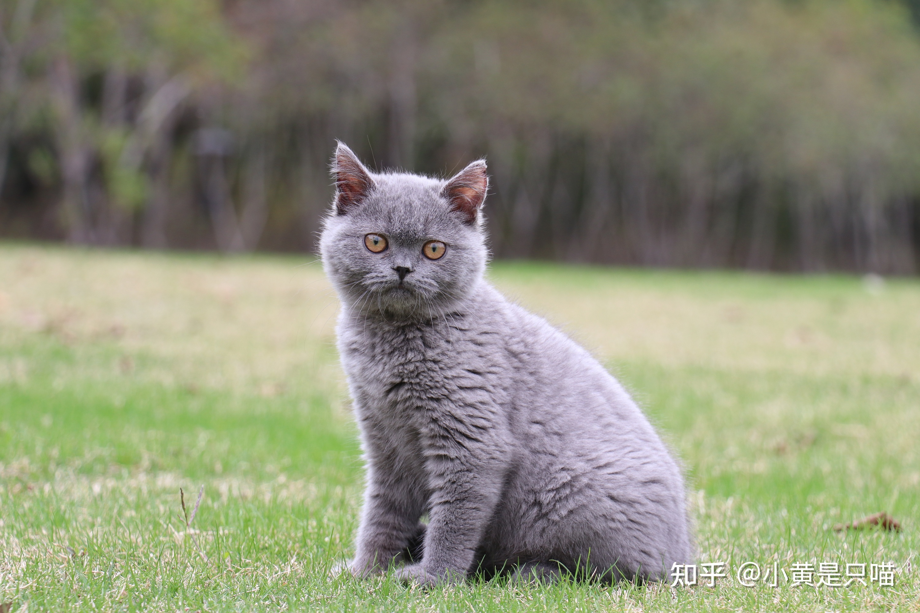 英国为什么三喵 英国为什么不是三权分立
