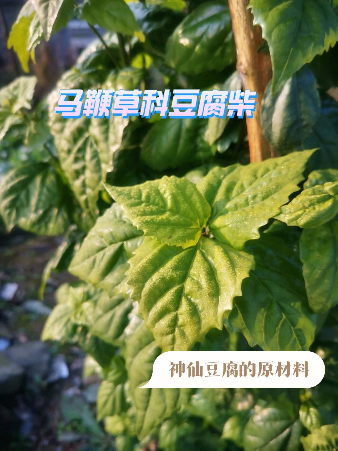 重庆雄森园豆腐柴冻干粉 