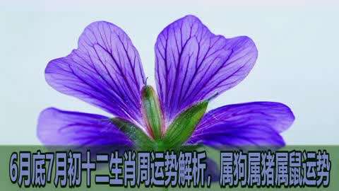十二生肖顺序表属狗 属狗十二生肖是什么动物
