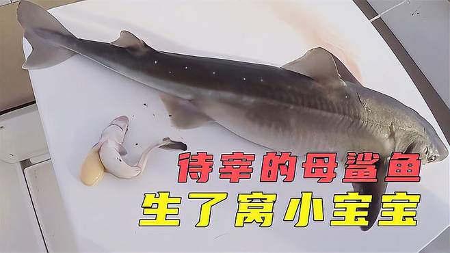 鲨鱼宝宝学说话小视频 鲨鱼宝宝视频儿歌视频大全