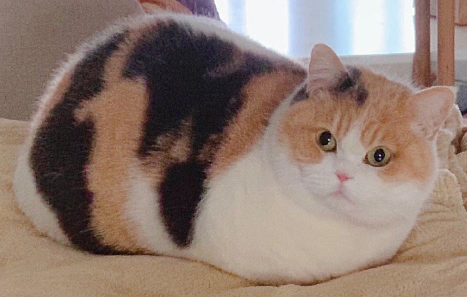 猫跑步能减肥吗女性视频 猫跑步能减肥吗女性视频大全