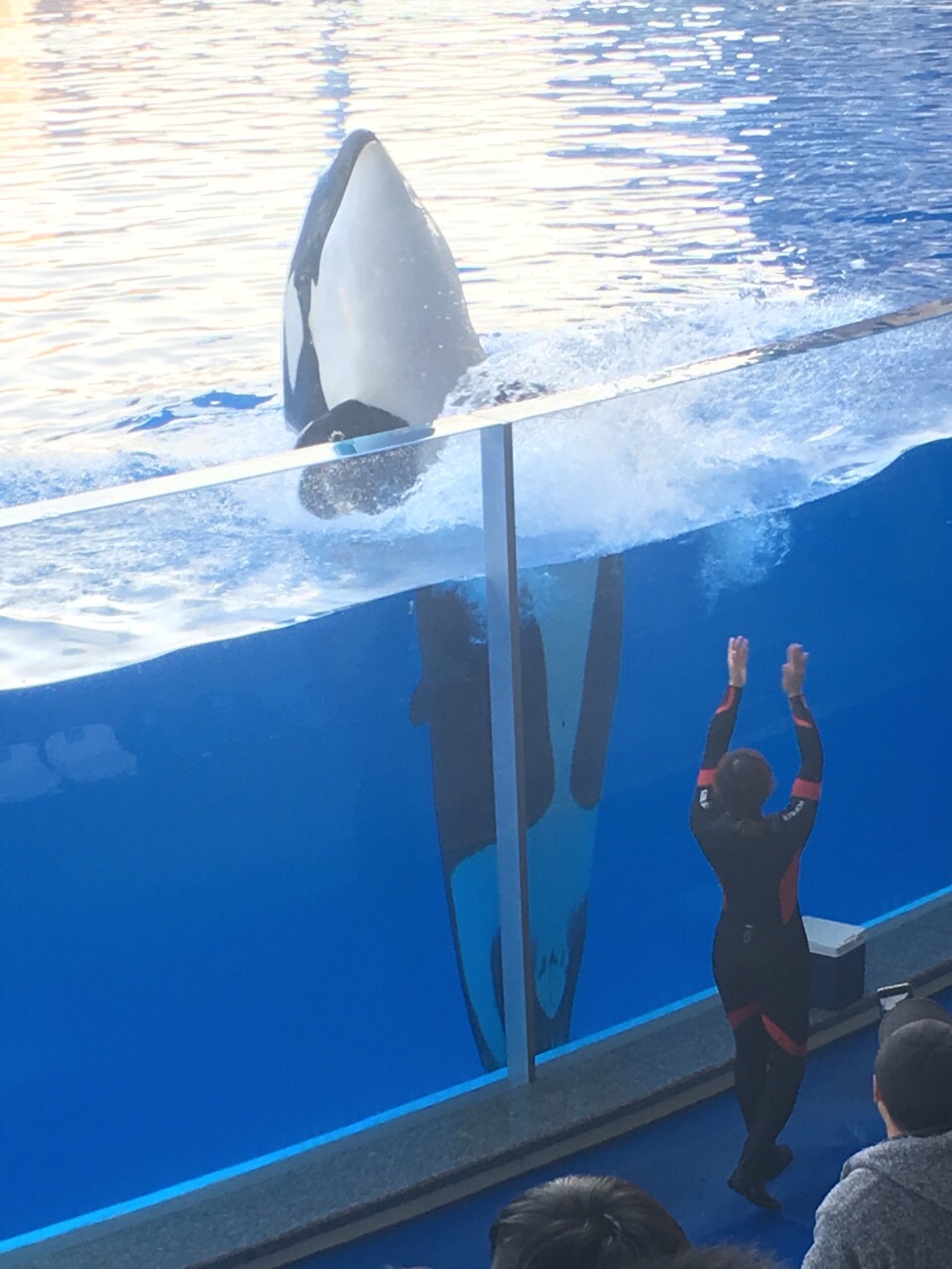上海海昌海洋公园游玩攻略 上海海昌海洋公园游玩攻略及时间表开园时间