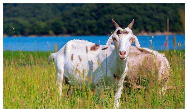 67年属羊人2019年每月运势(67年属羊人2020年每月运势如何)
