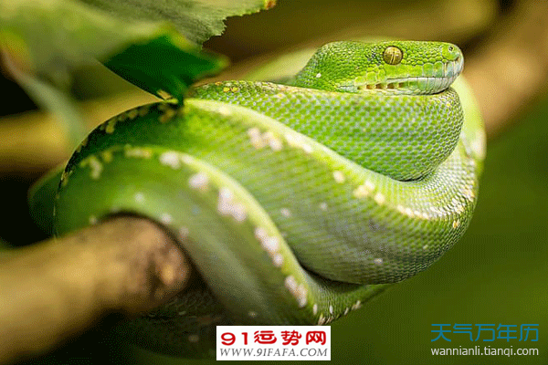 属蛇17年运势(属蛇在2018年的运程)