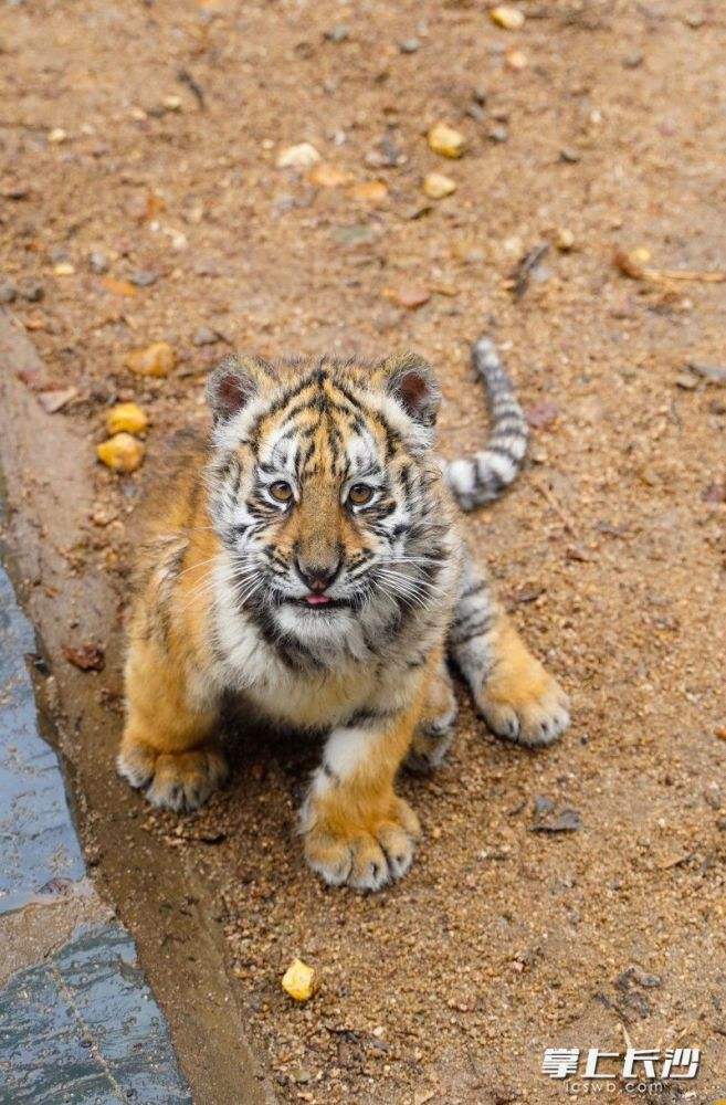 小虎和小猴合不合(小虎和小猴合不合财)