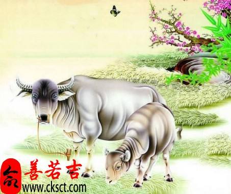 牛属相运势详解(属相牛的运势大全)
