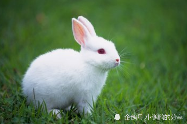 今属兔运势(属兔今天的今日运势)