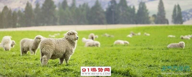 54岁羊运势(54岁属羊的今年运气怎么样)