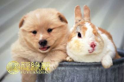 生肖兔和属狗的合不合财(生肖兔和属狗的合不合财呢)