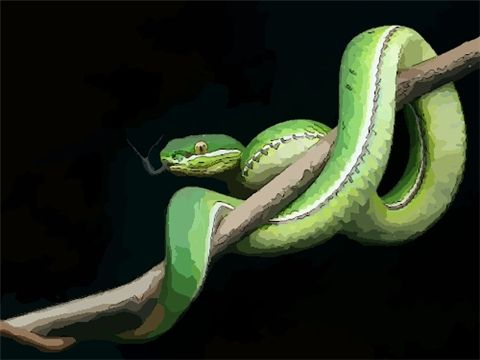 属蛇的鸡年每月运势(蛇年属蛇的今年运势怎么样)