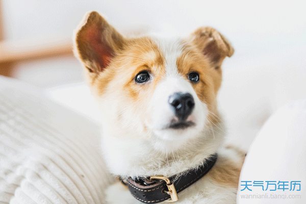 牛和狗的婚姻合不合(牛和狗的婚姻合不合财)