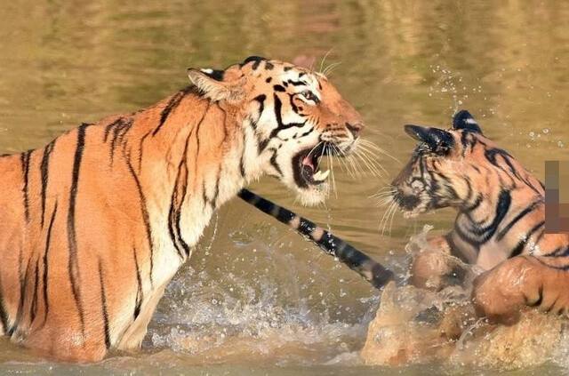 母子老虎和猴子合不合(老虎跟猴子属相合不合母子)